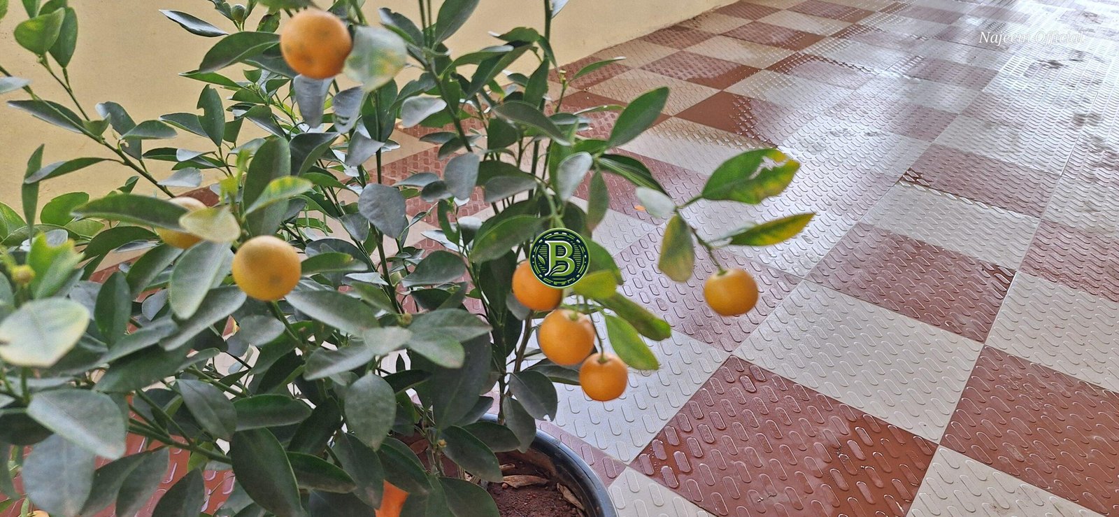 Bonsai Orange 2-3 years aged 1ft-2ft high-Bangalore Agrico - Image 3