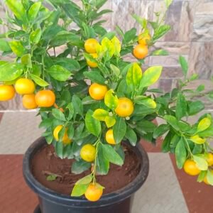 Bonsai Orange Baangalore Agrico