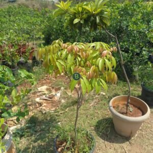 Litchi-plant-Bangalore-Agrico