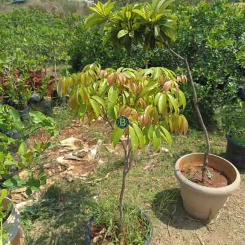 Litchi-plant-Bangalore-Agrico