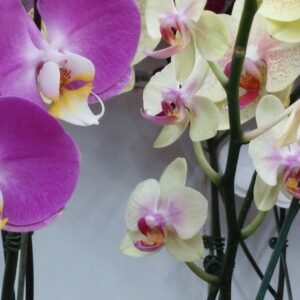 Flower Plants