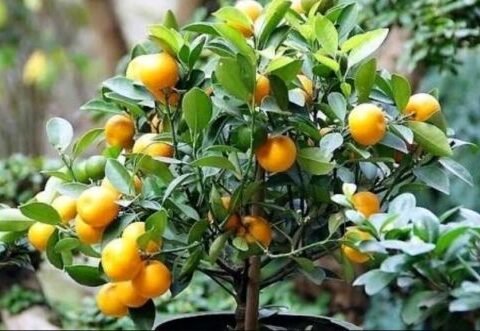 Bonsai Orange Plant – 5+ Years