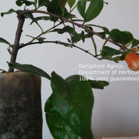 Pomegranate - High Yield Pot Variety Plant - Bangalore Agrico