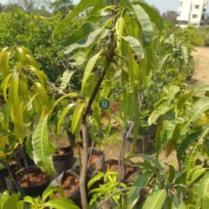 Buy Alphonso Mango plant