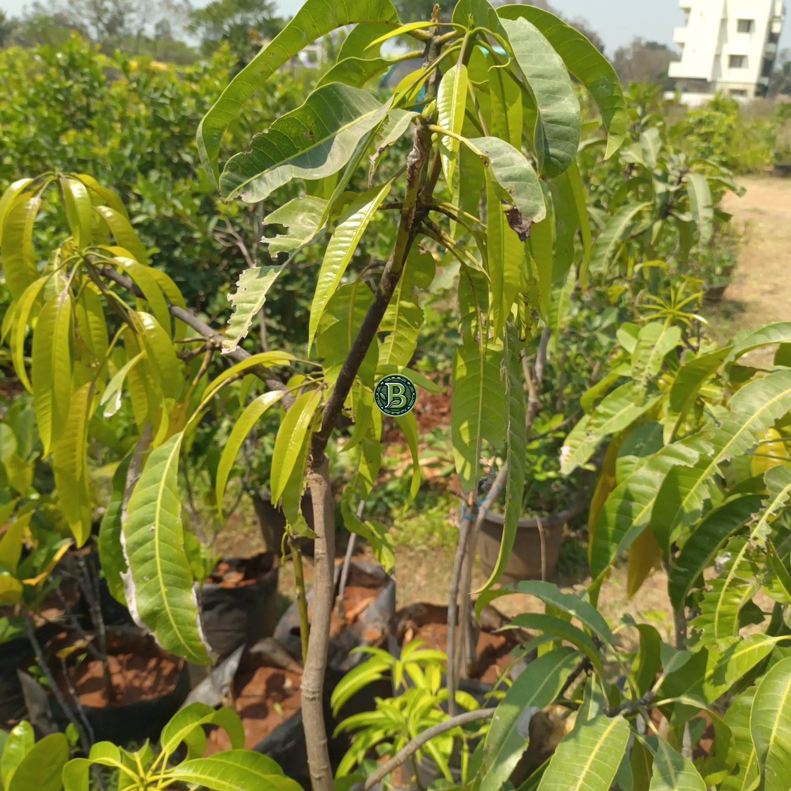 Buy Alphonso Mango plant