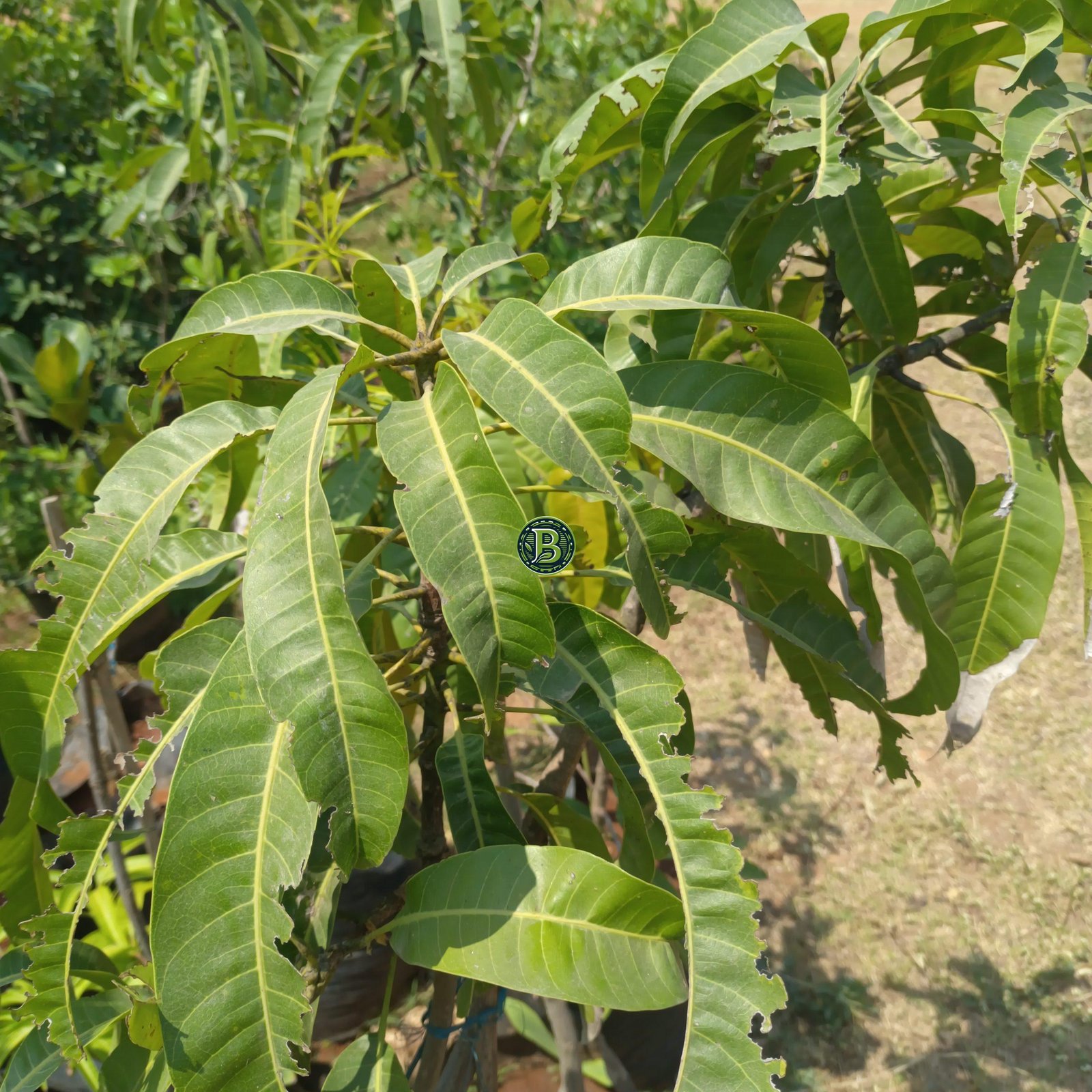 Alphonso Mango Plant - 3 Years Old - Bangalore Agrico - Image 6