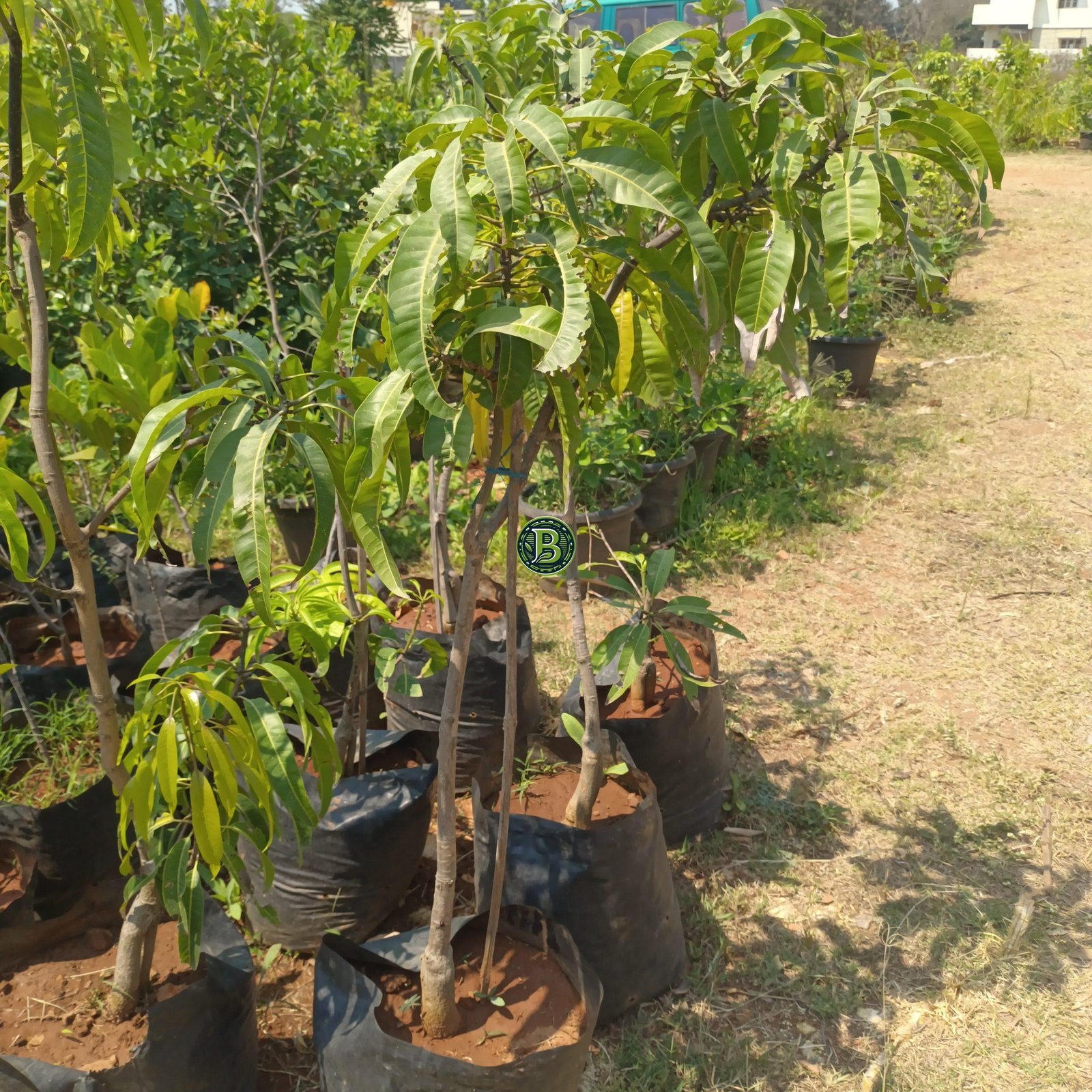 Alphonso Mango Plant - 3 Years Old - Bangalore Agrico - Image 8