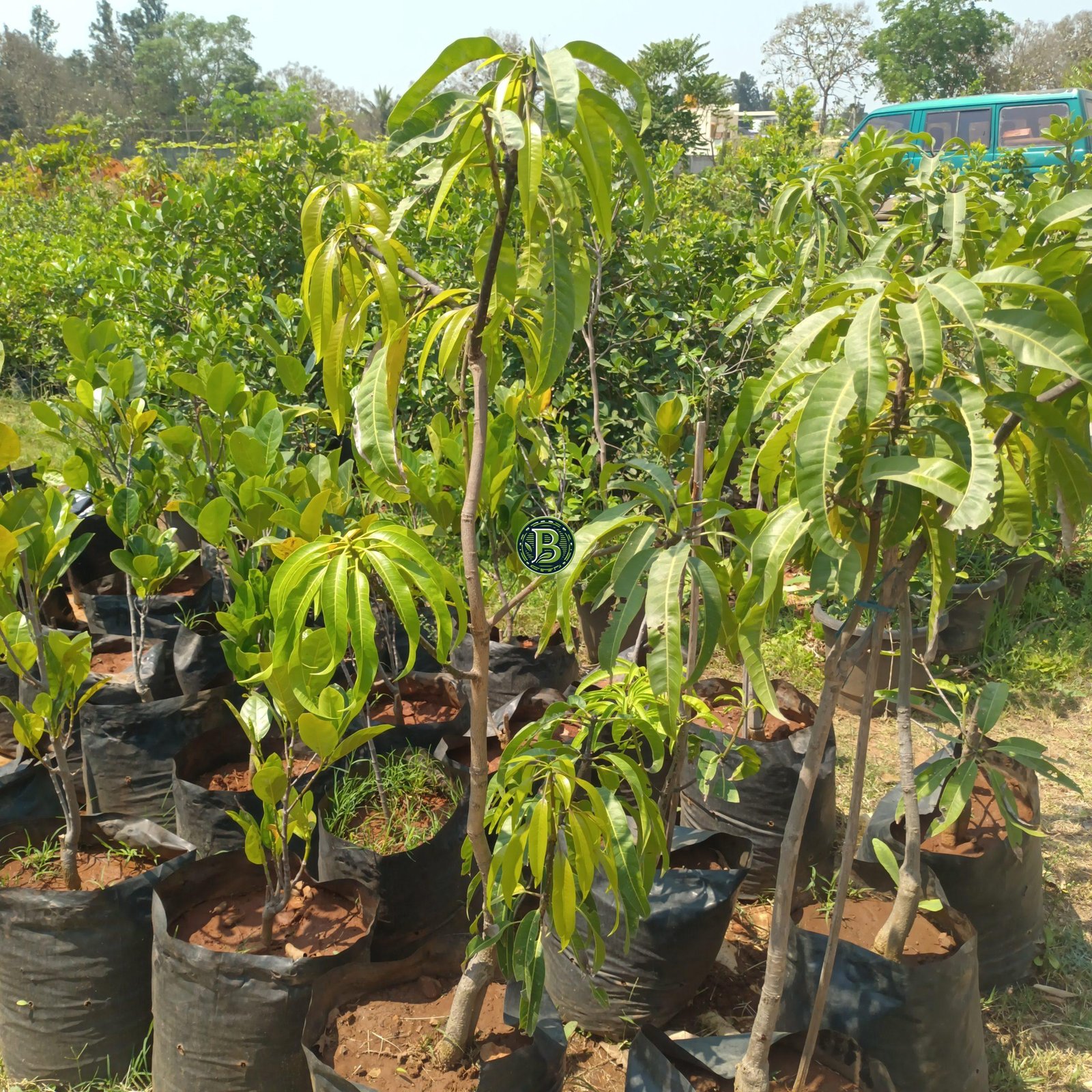 Alphonso Mango Plant - 3 Years Old - Bangalore Agrico - Image 7