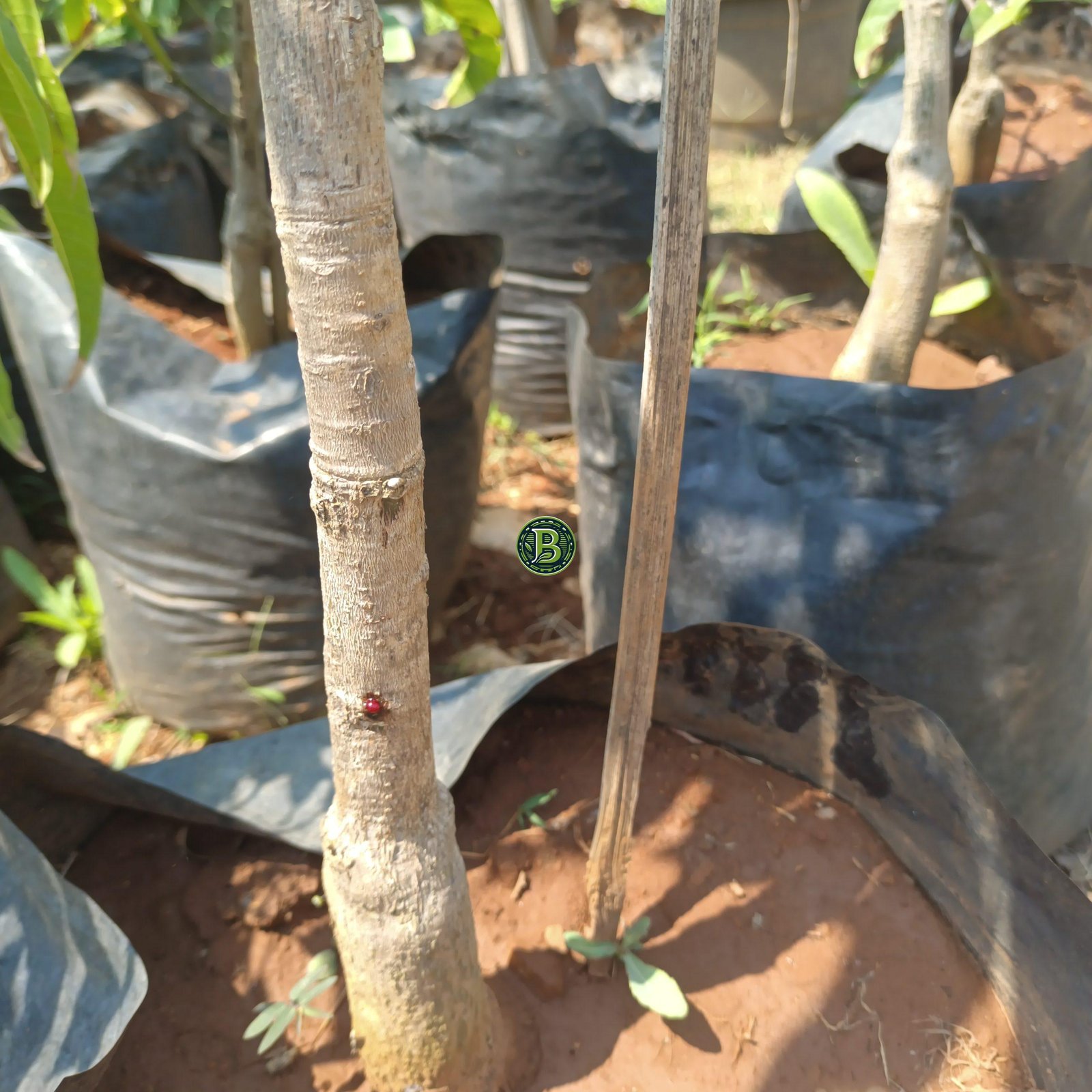 Alphonso Mango Plant - 3 Years Old - Bangalore Agrico - Image 4