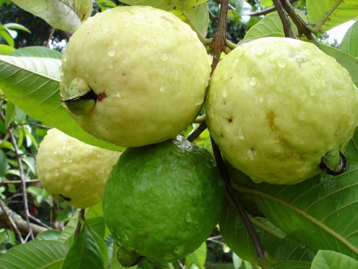 THAI RED GUAVA DWARF – LIVE PLANT – ALL CLIMATE – BANGALORE AGRICO ...