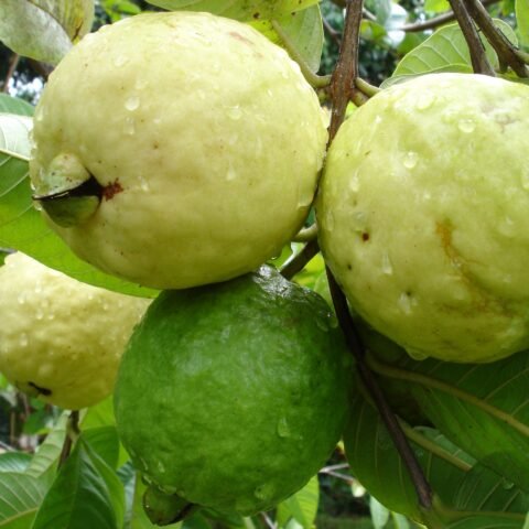 japanese red diamond guava