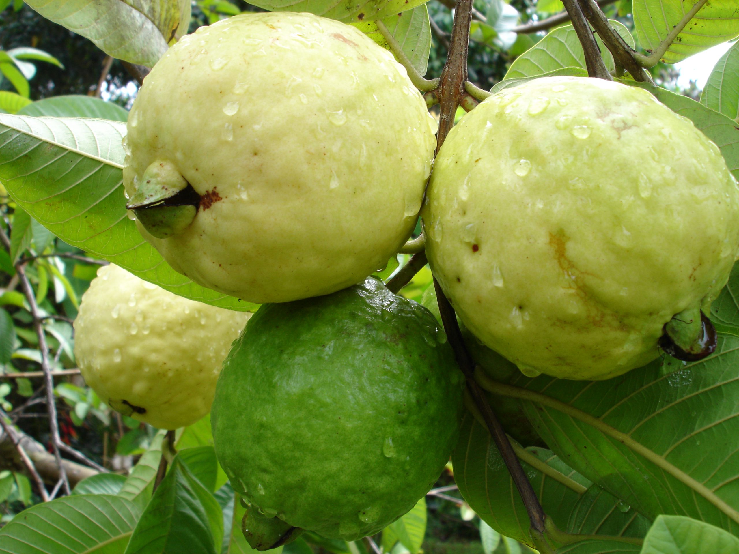 Pohon buah kerdil bangalore