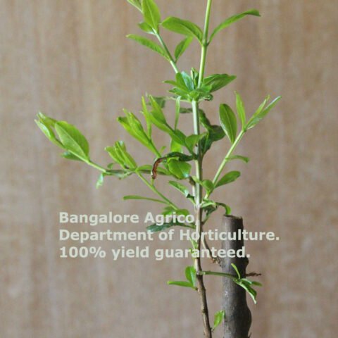 Pomegranate – Set of 3 Live Plants