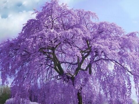 BONSAI JACARANDA - LIVE PLANT - BANGALORE AGRICO - 5 YEARS