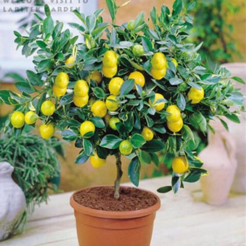 Bonsai Lemon Plant – 5+ Year Fruiting Dwarf Tree