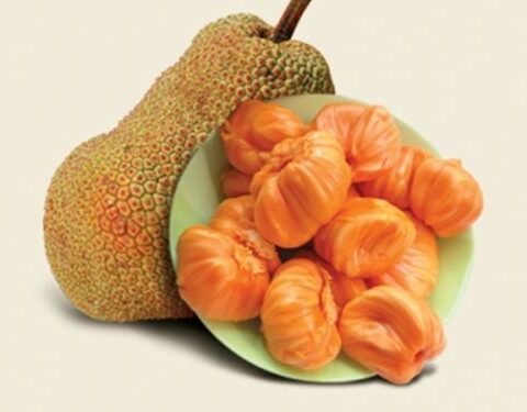CEMPEDAK FRUIT (Artocarpus integer)- LIVE PLANT - ALL CLIMATE - BANGALORE AGRICO