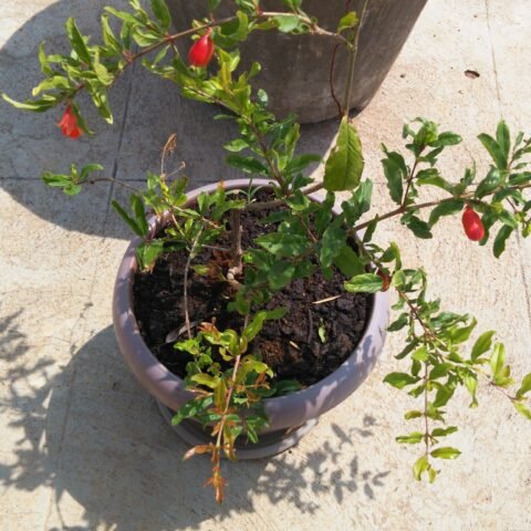 Buy Bhagva Bonsai Pomegranate – High Yield Plant - Bangalore Agrico