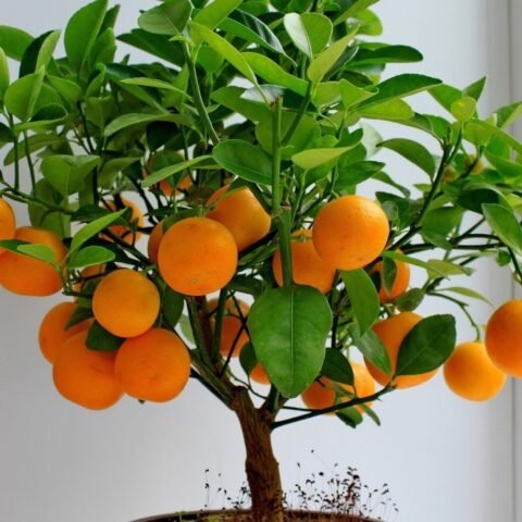 IMPORTED BONSAI - ORANGE - DWARF PLANT SEEDS 20 NOS - BANGALORE AGRICO