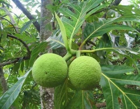 Buy Breadfruit (Artocarpus altilis) Plant - All Climate - Bangalore Agrico