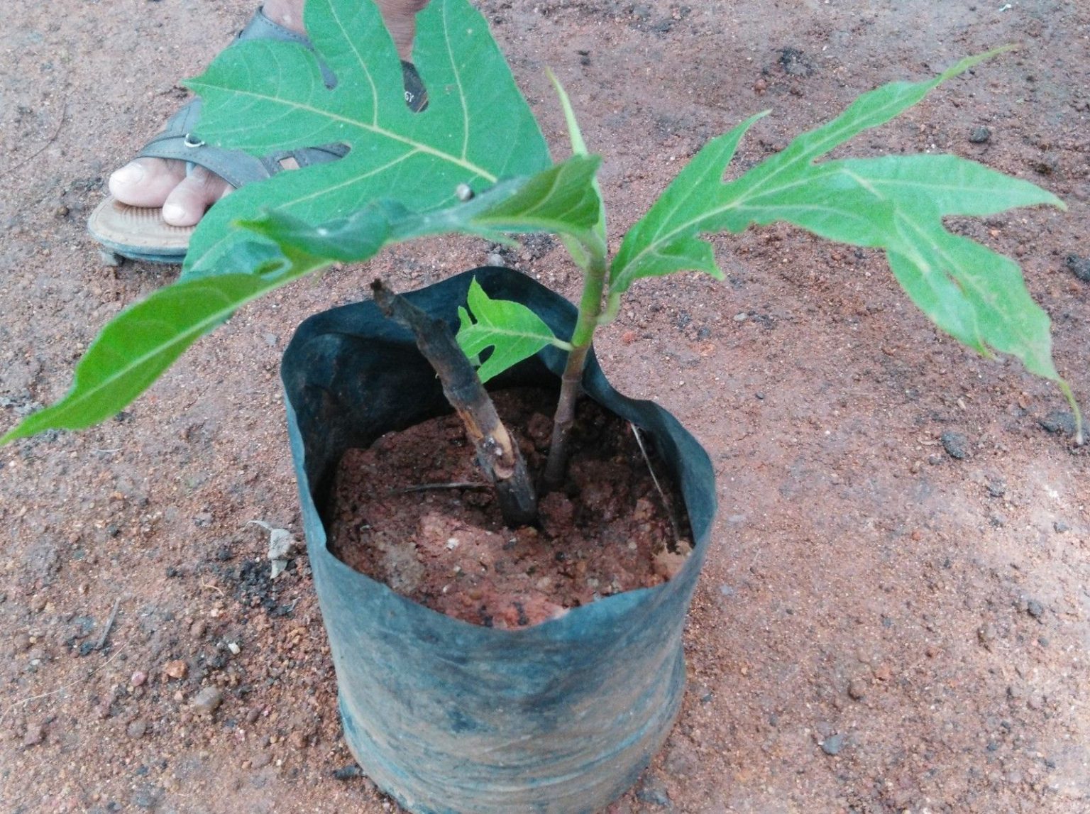 BUY BREADFRUIT (Artocarpus altilis) plant | Bangalore Agrico