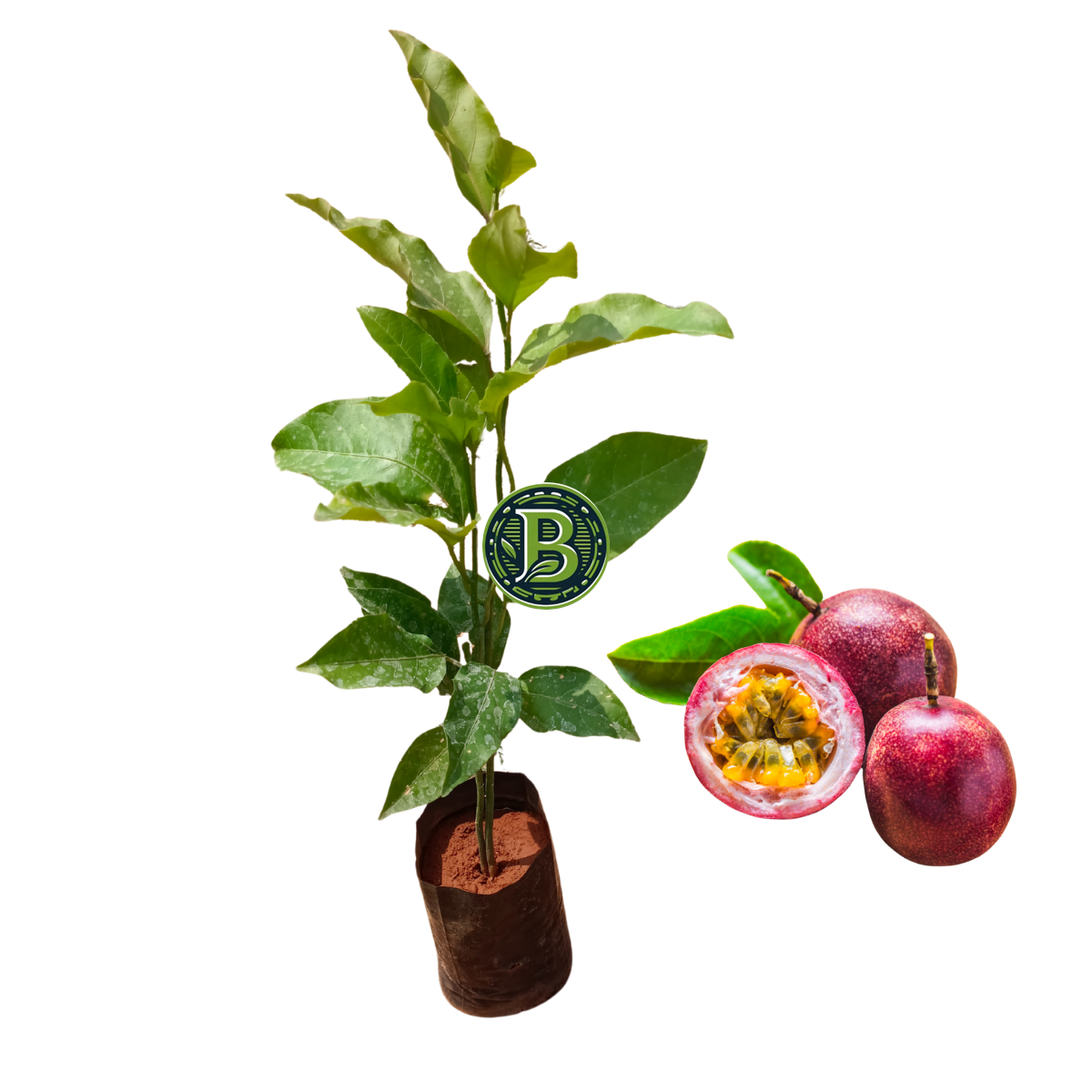buy passion fruit plant India