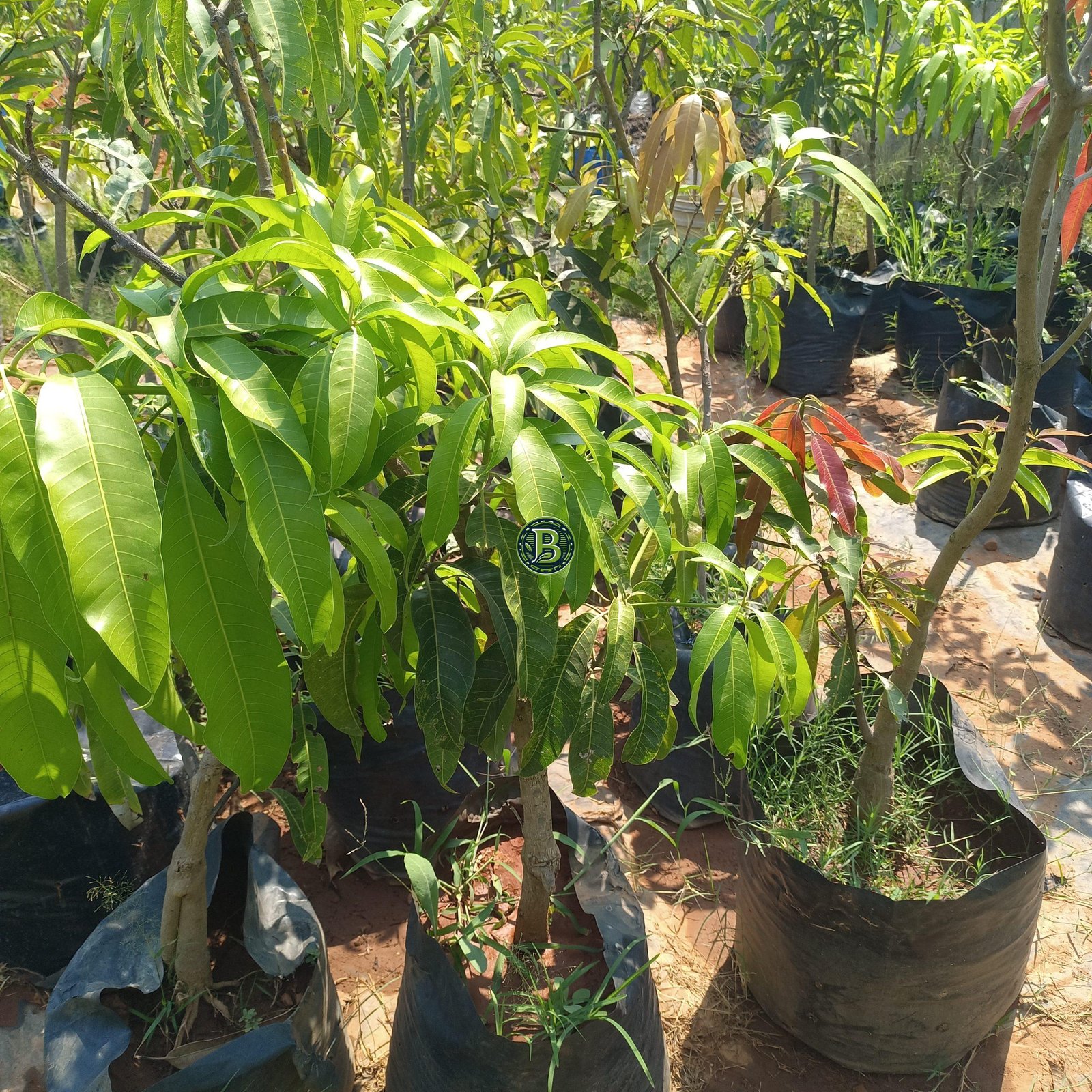 Alphonso Mango Plant
