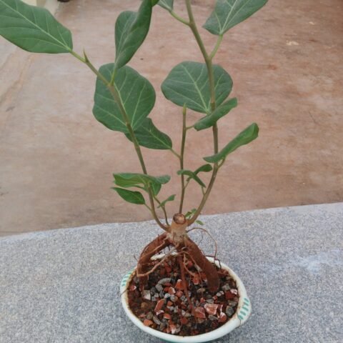 INDIAN BANYAN TREE BONSAI - LIVE PLANT - ALL CLIMATE - BANGALORE AGRICO