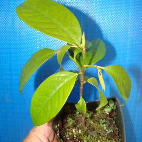 Imported Keppel Apple Plant (Stelechocarpus burahol)