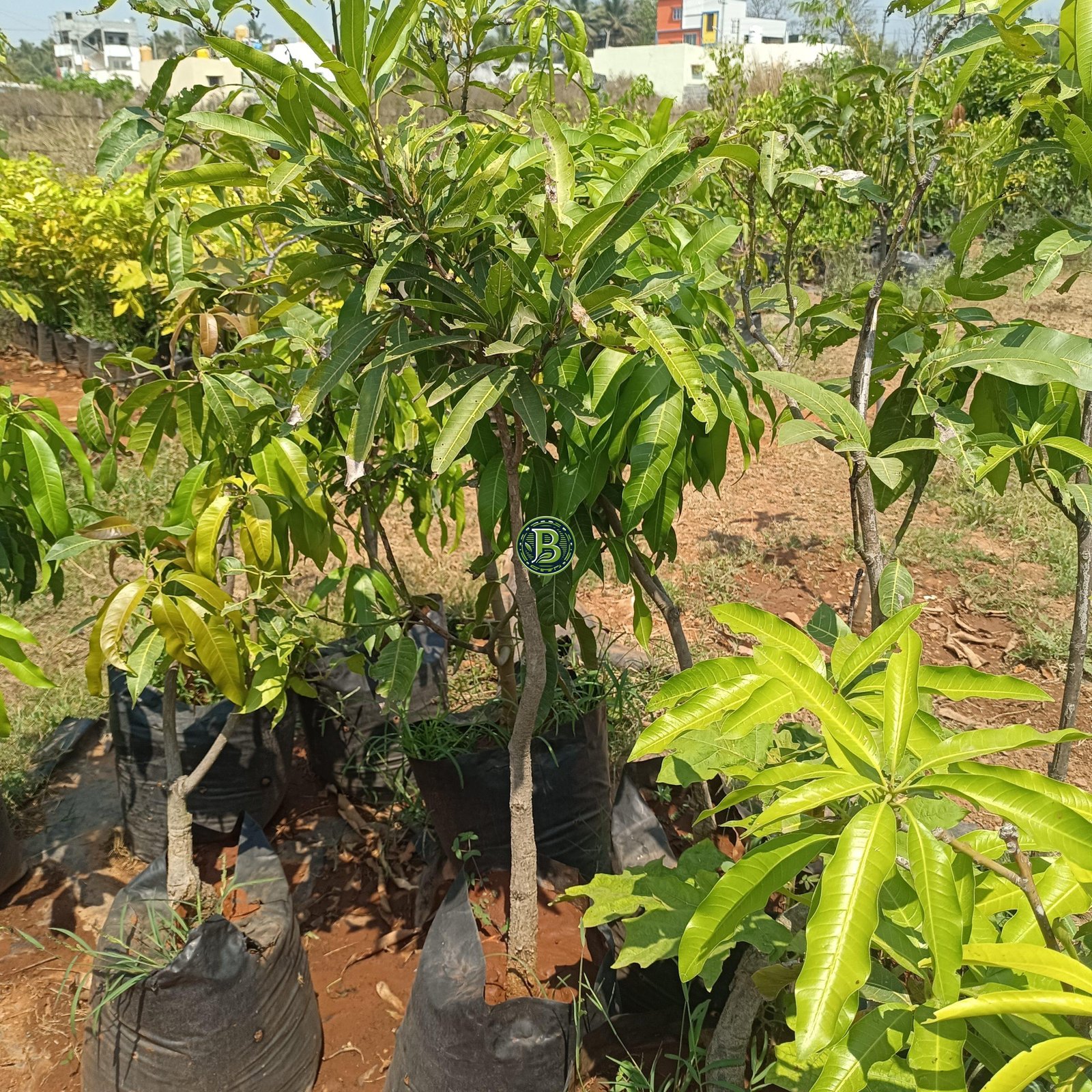 Malgoa Mango Plant