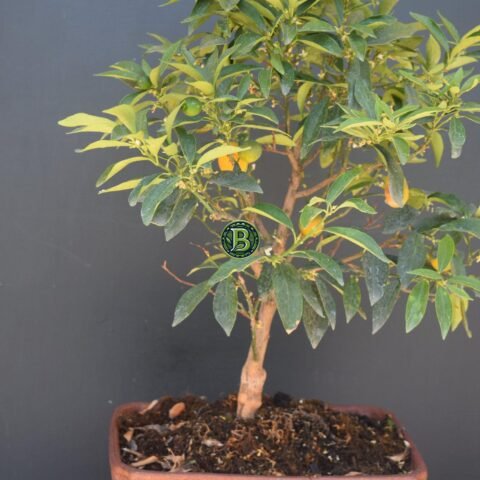 Persian Bonsai Orange – Compact Citrus Plant
