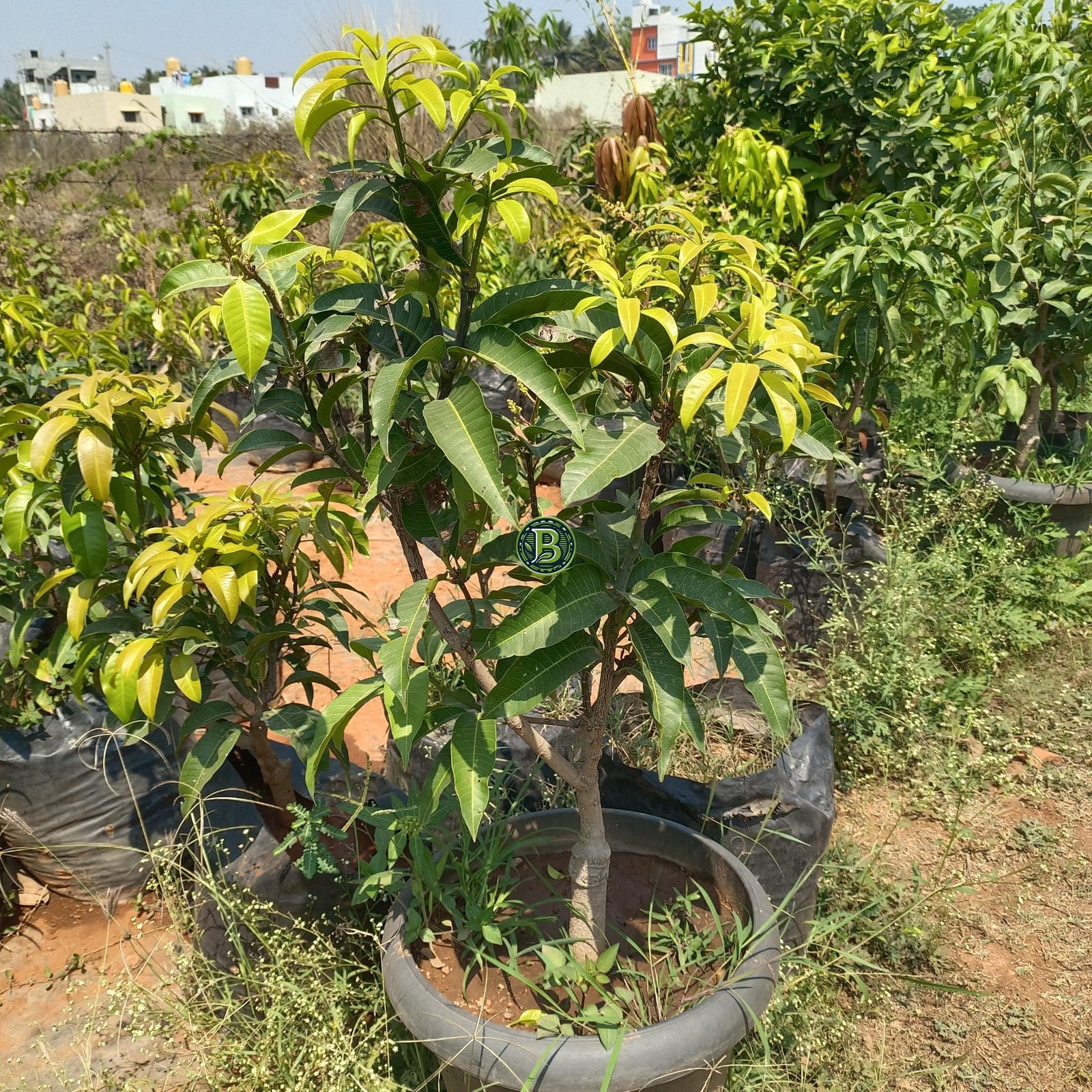 Thailand All Season Mango Plant