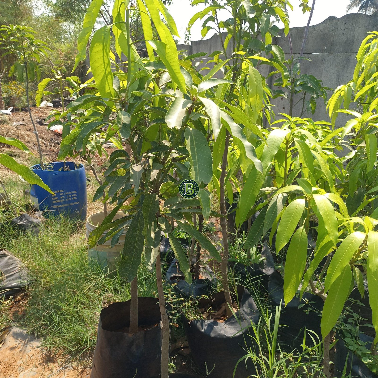 Totapuri Mango Plant