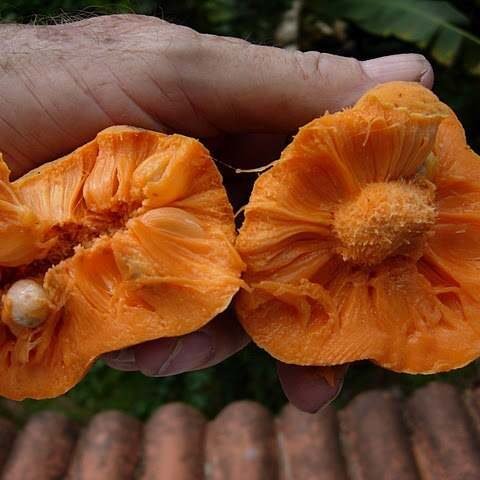 Monkey Jack - monkey fruit (Artocarpus lacucha) - LIVE PLANT - ALL CLIMATE - BANGALORE AGRICO