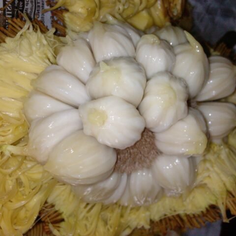 MARANG (Artocarpus odoratissimus) - LIVE PLANT - ALL CLIMATE - BANGALORE AGRICO