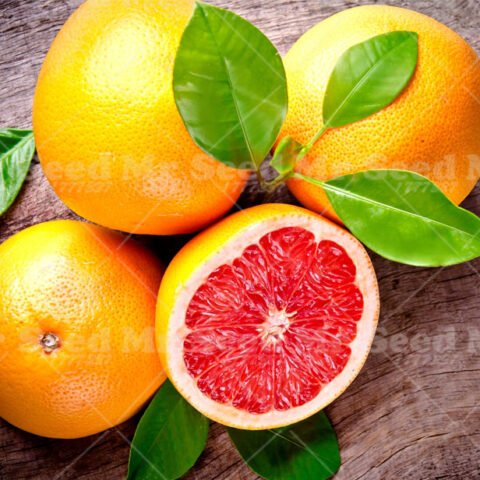IMPORTED BONSAI - GRAPE FRUIT POMELO ORANGE - DWARF PLANT SEEDS 10 NOS - BANGALORE AGRICO