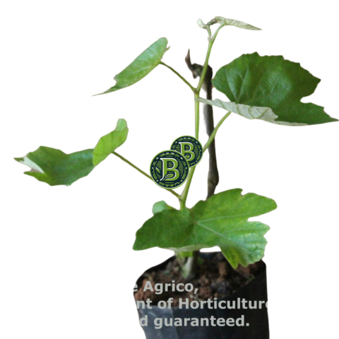 Buy Black Grapes plants