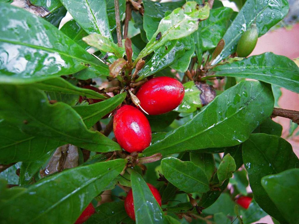 Buy Miracle Berry Plant Online India | Bangalore Agrico