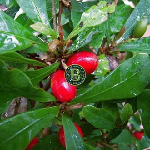 MIRACLE FRUIT IMPORTED - LIVE PLANT - ALL CLIMATE - BANGALORE AGRICO