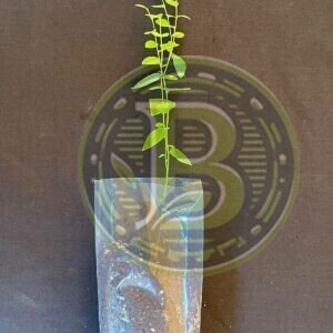 buy-Blueberry-plant