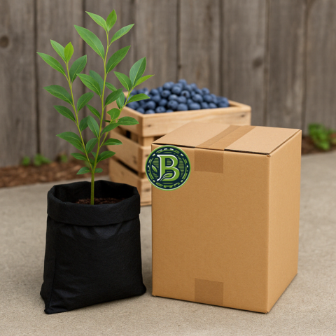 buy-bluberry-plants-India