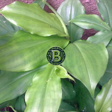 insulin_plant_plantslive