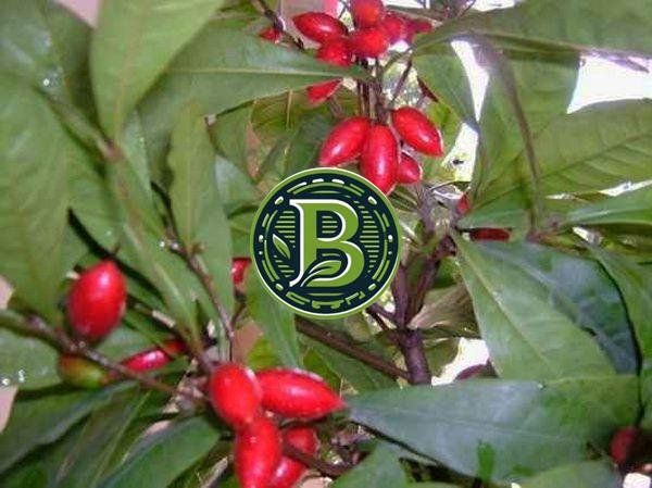 MIRACLE FRUIT IMPORTED - LIVE PLANT - ALL CLIMATE - BANGALORE AGRICO - Image 2