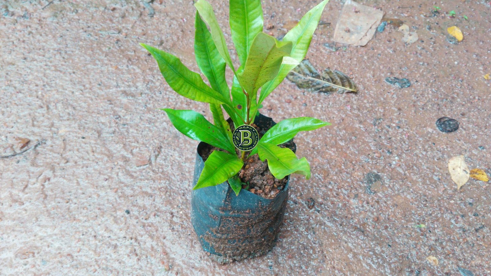 Buy Cloves - Spice Plant - Bangalore Agrico - Image 2