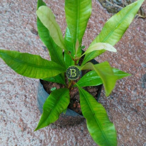 buy-clove-online-india-bangaloreBuy cloves plant-online-india-bangalore-agrico-agrico