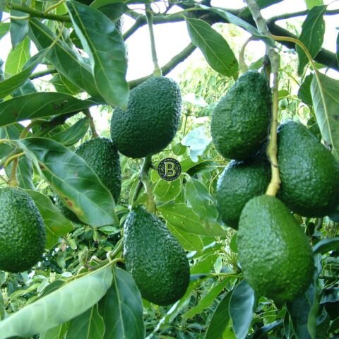 Buy Avocado plant india