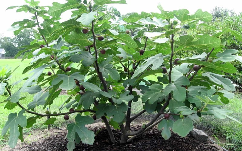 buy fig dwarf plant online india