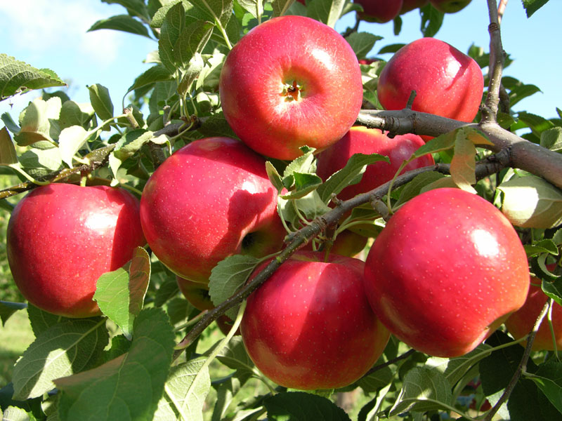 Apple Tree Fruit Bearing Age : Edible Phoenix Winter 2017 Pomegranate by Jenelle ... : Most fruit trees, with adequate care and maintenance, will grow and produce fruit in a container environment.