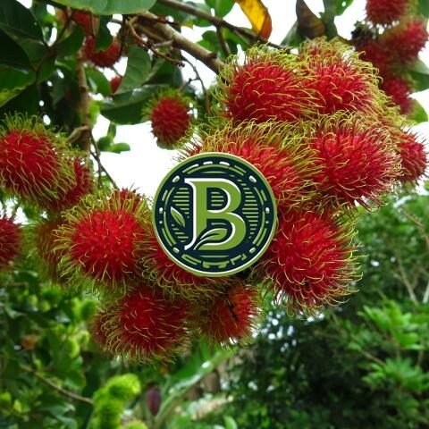 Rambutan Fruit Plant