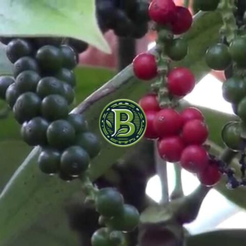 Black Pepper Plant – Great Spices of Kerala