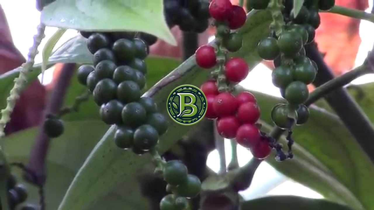 Black Pepper Plant (Piper nigrum)